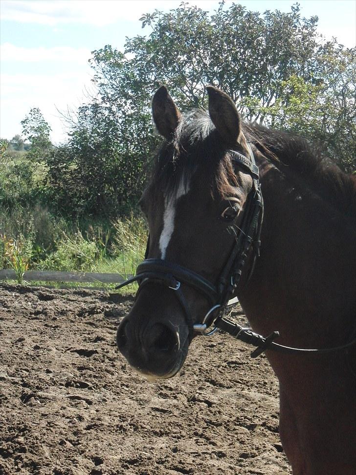 Hollandsk Sportspony Lady Prudence - Lady Prudens!;) <3 billede 16