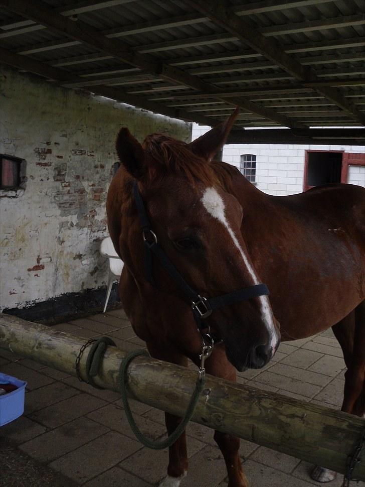 Anden særlig race Molly - Min prinsesse :D billede 6