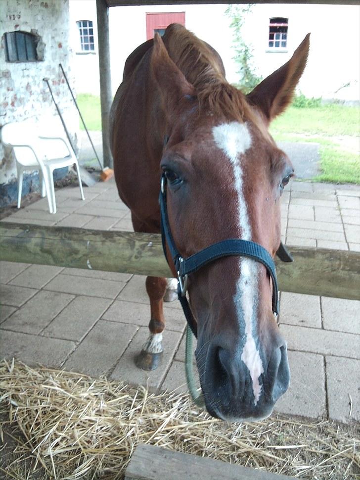 Anden særlig race Molly - Lad mig få mit hø.. ;) <3 billede 9