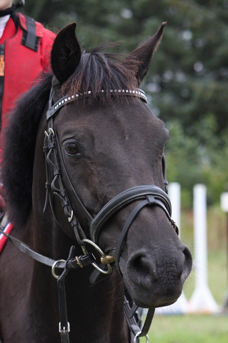 Welsh Pony af Cob-type (sec C) Tabaluga 167 - Min prins<3 billede 1