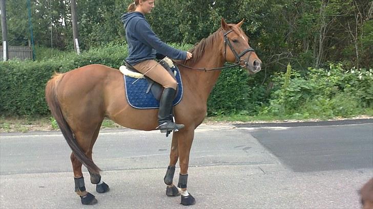 Fuldblod (XX) Bushido(solgt) billede 2
