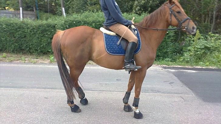 Fuldblod (XX) Bushido(solgt) billede 3