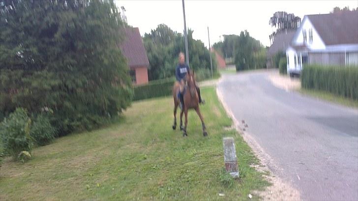 Fuldblod (XX) Bushido(solgt) billede 4