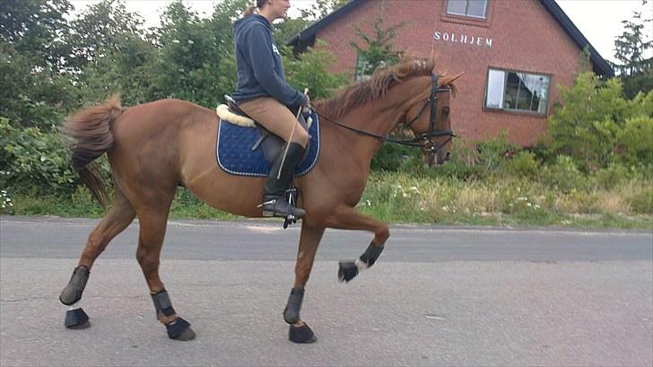 Fuldblod (XX) Bushido(solgt) billede 5