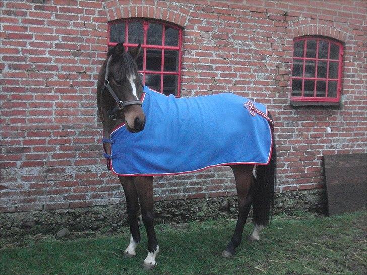 Hollandsk Sportspony Lady Prudence - inden stævne i tobøl ;) billede 17