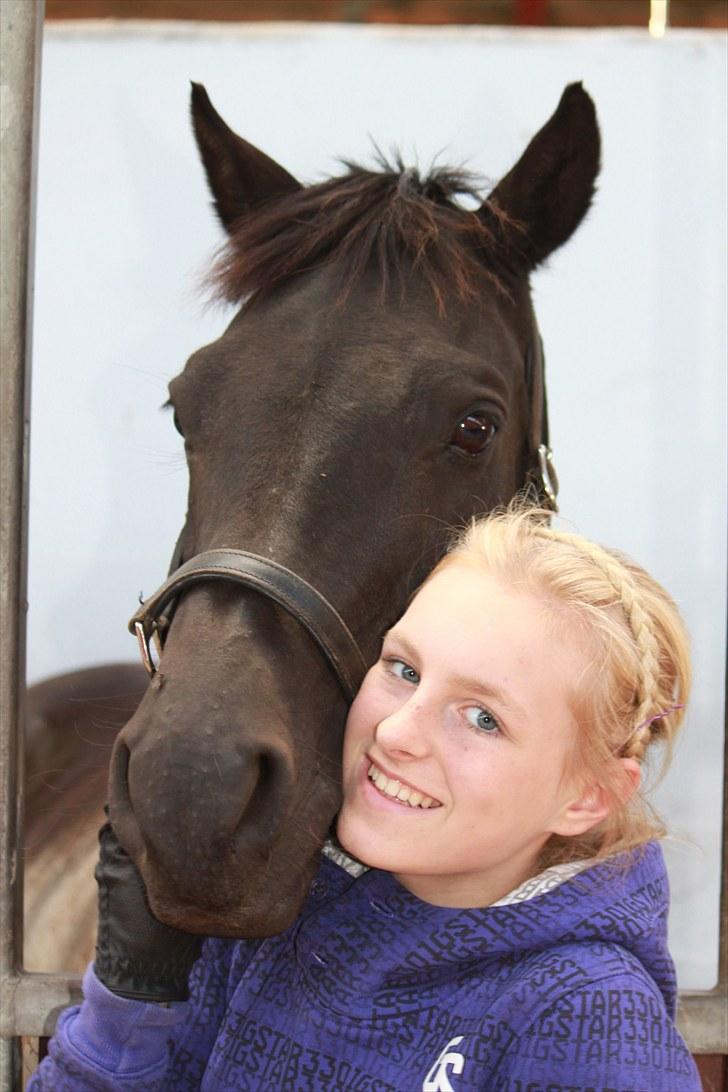 Welsh Pony af Cob-type (sec C) Tabaluga 167 - ~Taba~:D<3 billede 2