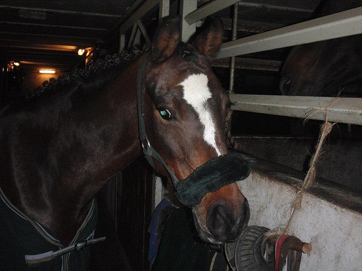 Hollandsk Sportspony Lady Prudence - springpony til dressurstævne ;) billede 18