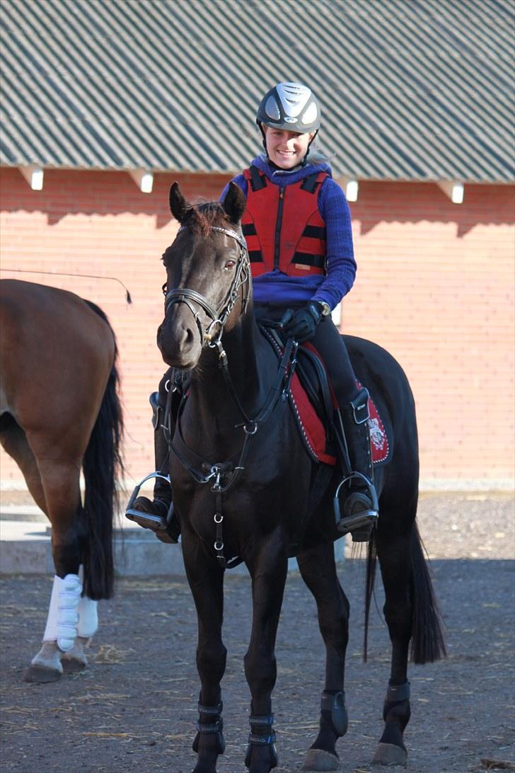 Welsh Pony af Cob-type (sec C) Tabaluga 167 - Taba:D<3 billede 3