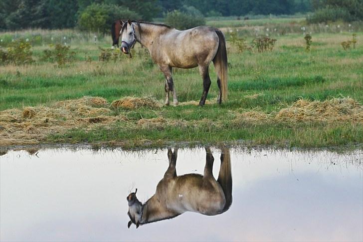 Arabisk fuldblod (OX) Ja'pih - Du elsker jo også at spise ;)<3 billede 14