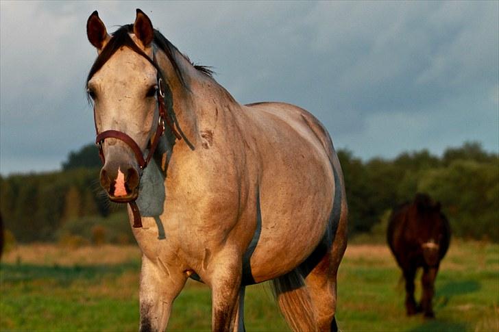 Arabisk fuldblod (OX) Ja'pih billede 16