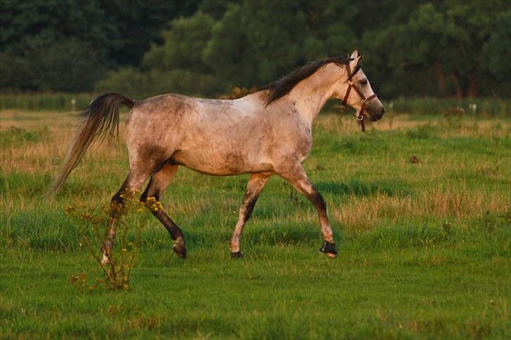 Arabisk fuldblod (OX) Ja'pih billede 17