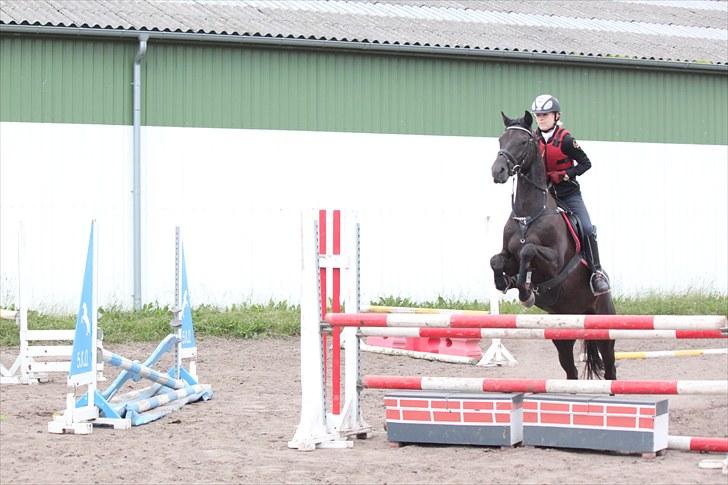 Welsh Pony af Cob-type (sec C) Tabaluga 167 - Da jeg prøvede ham:D<3 billede 4