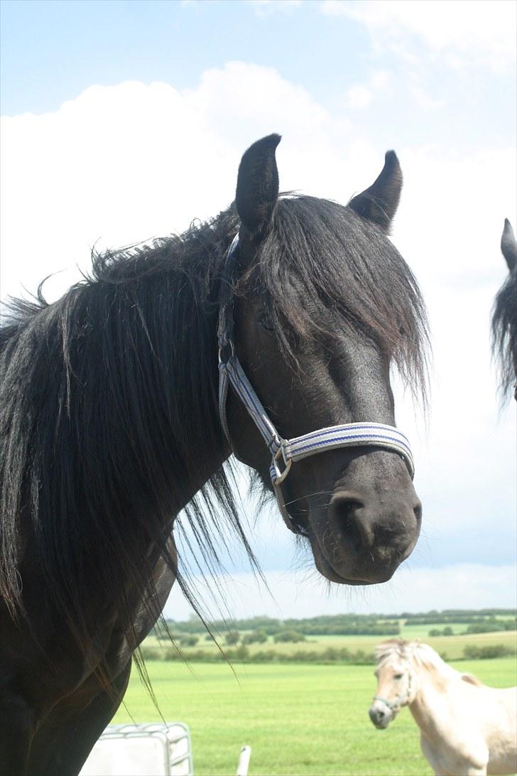 Fell pony Ego Shane Lee  *SOLGT* billede 1