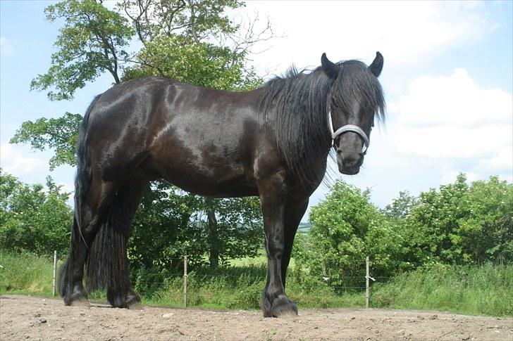 Fell pony Ego Shane Lee  *SOLGT* billede 2
