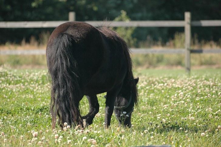 Shetlænder Mosbækmindes Marjanna billede 5