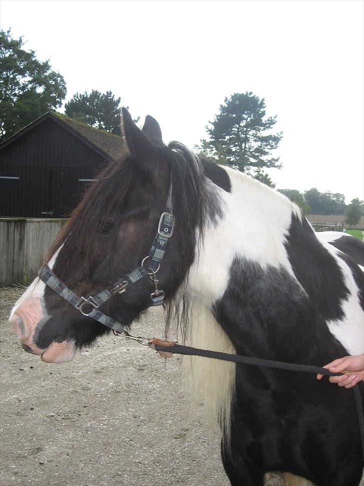Irish Cob Hary (solgt) billede 1