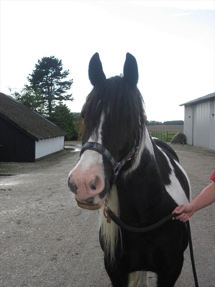 Irish Cob Hary (solgt) billede 2