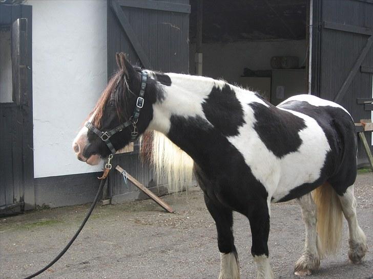 Irish Cob Hary (solgt) billede 3