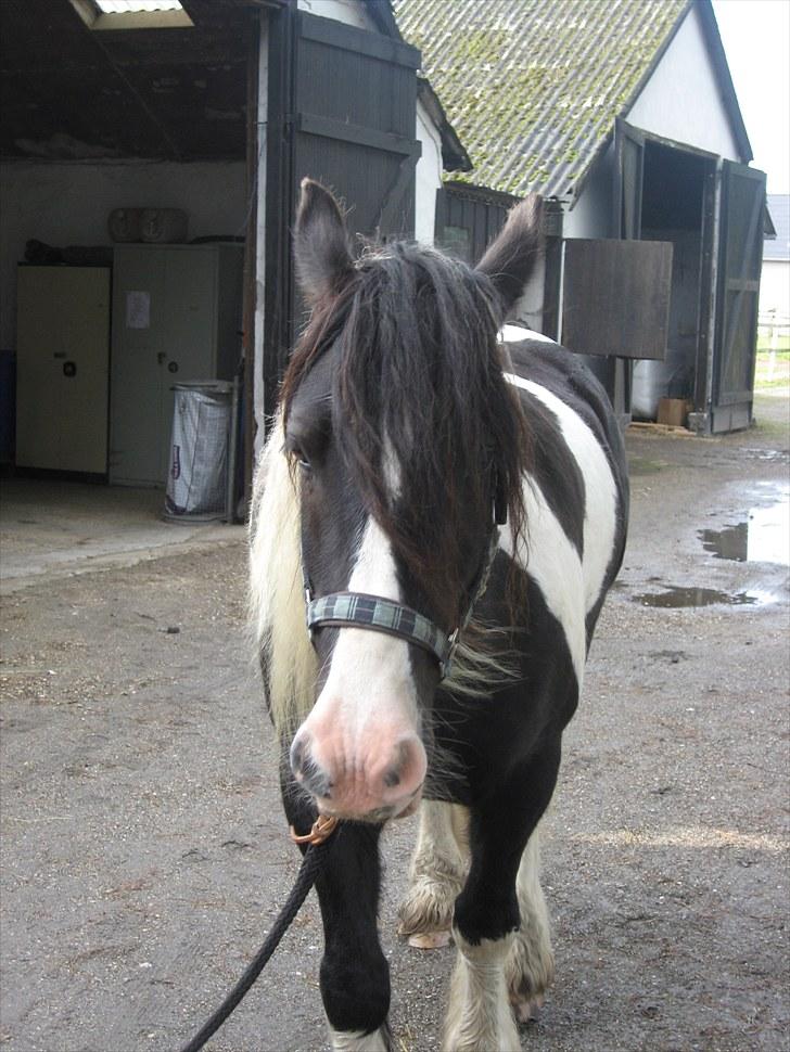Irish Cob Hary (solgt) billede 4