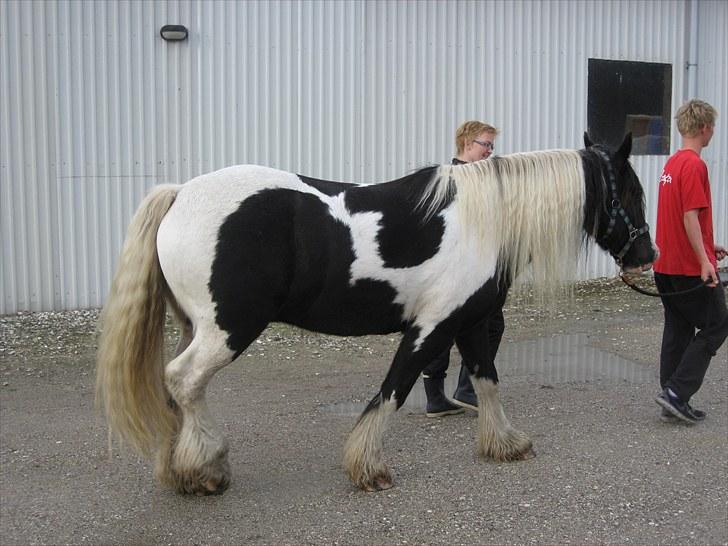 Irish Cob Hary (solgt) billede 5