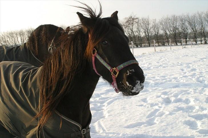 Fell pony Ego Shane Lee  *SOLGT* billede 3