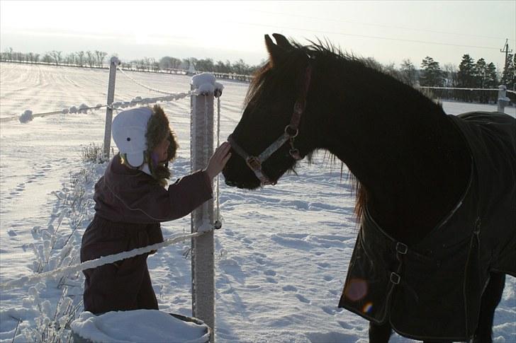 Fell pony Ego Shane Lee  *SOLGT* billede 4