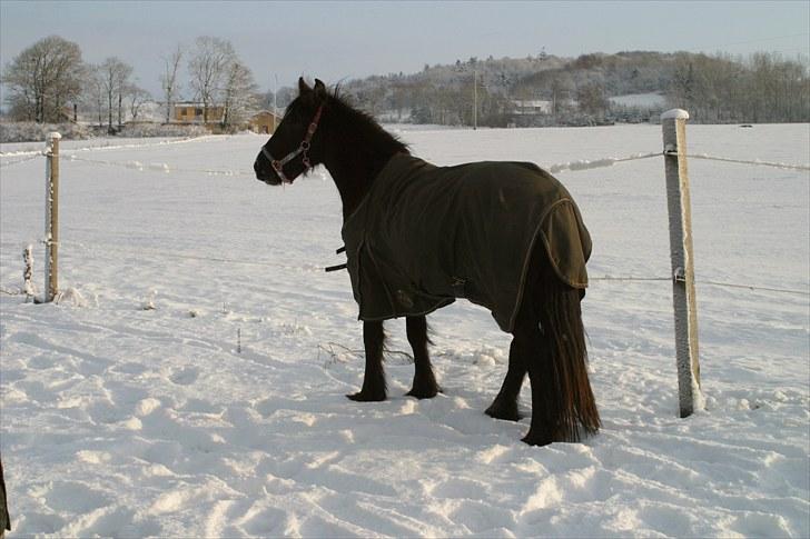 Fell pony Ego Shane Lee  *SOLGT* billede 5