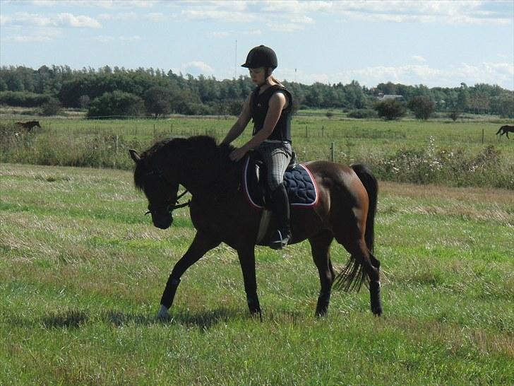 Hollandsk Sportspony Lady Prudence - en kort tur over på marken ;). billede 19