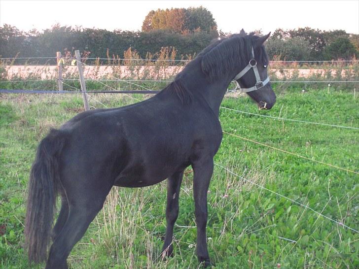 Welsh Pony af Cob-type (sec C) Llanstephan Joseff billede 5
