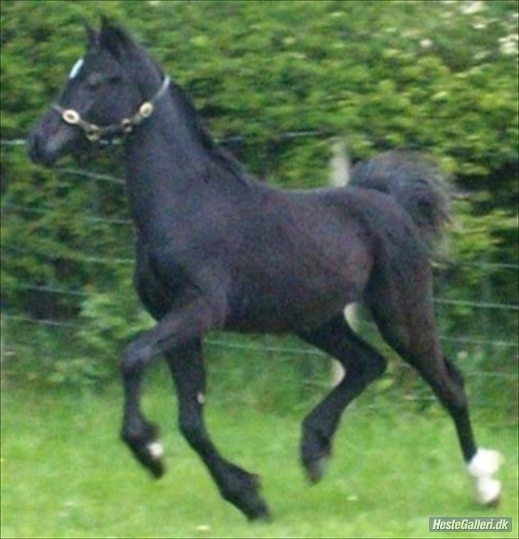 Welsh Pony af Cob-type (sec C) Llanstephan Joseff - England 2010 billede 13