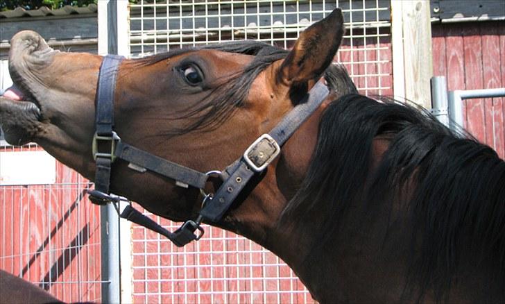 Arabisk fuldblod (OX) Ra´ja billede 6