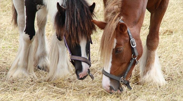 Tinker Lady Harmonie - August 2010.13 mrd. gammel billede 15