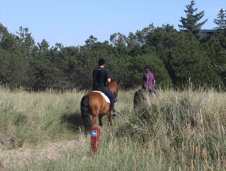 New Forest Vangsgaard's Vanity (Solgt) - Far og Vani på vej i skoven:) billede 12