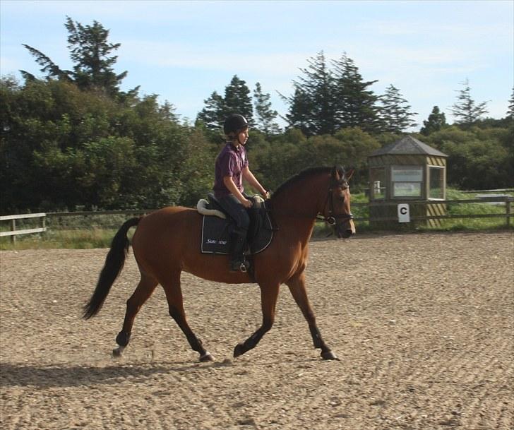 New Forest Vangsgaard's Vanity (Solgt) - Vani og Cecilie første gang i trav. billede 13