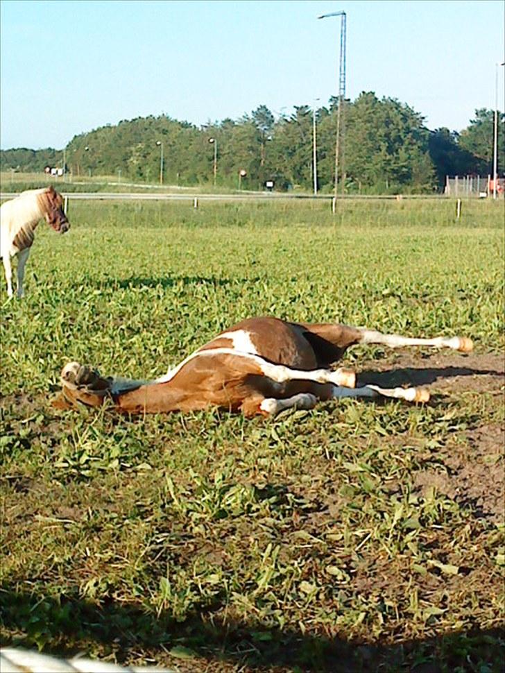 Anden særlig race Tilde - Sommergræs 2010. Foto: Mig billede 8