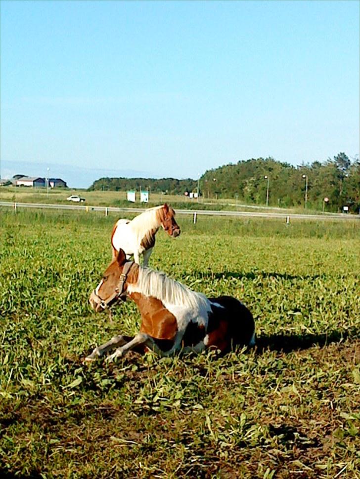 Anden særlig race Tilde - SOmmergræs 2010: Foto: Mig. billede 9