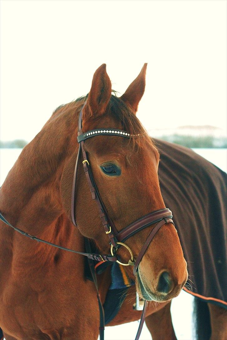 Trakehner Herbstrose - Velkommen til Roses Profil,  1# 25 dec 2010 billede 1