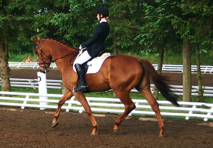 Trakehner Herbstrose - 3#   20 maj 2011 billede 3