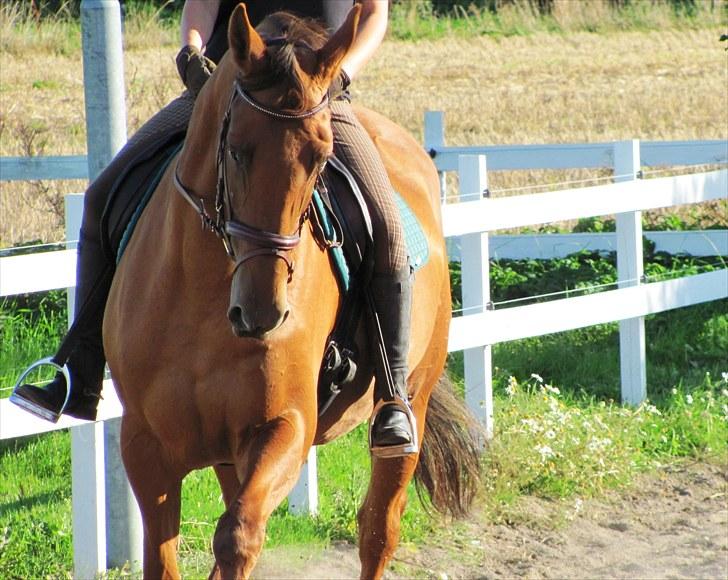 Trakehner Herbstrose - 4# 6. sep 2010 billede 4