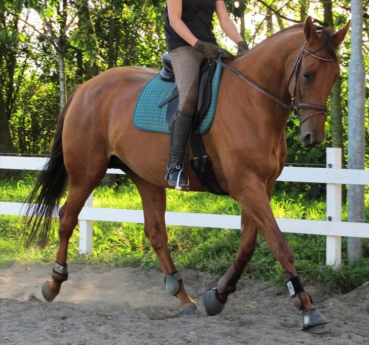 Trakehner Herbstrose - 6# 6. sep 2010 billede 6