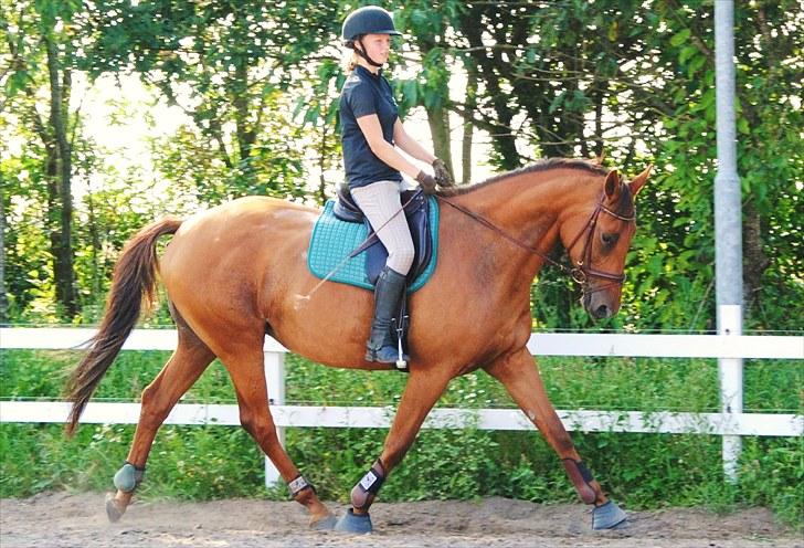 Trakehner Herbstrose - 8# aug 2010 billede 8