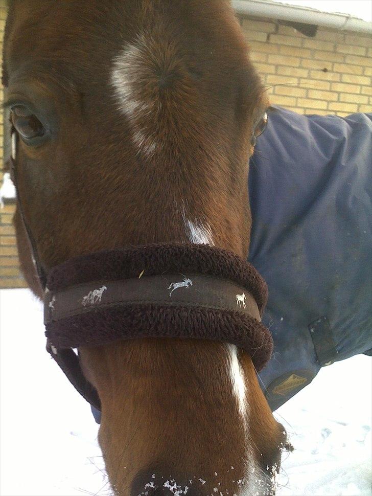 Anden særlig race Kojack | pony <3 | - Det er det der blik der får mit hjerte til at smelte *-; 

Vinteren 2010.

Foto: IKJ © billede 7