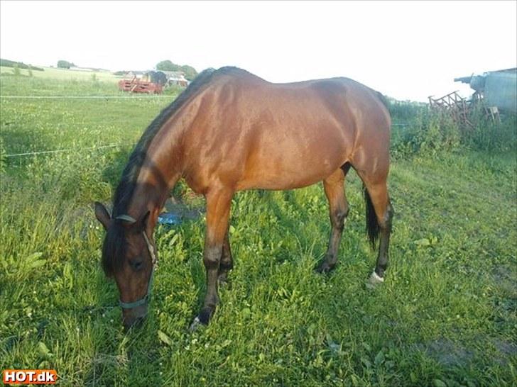 Traver haniball†16-05-2011† billede 10
