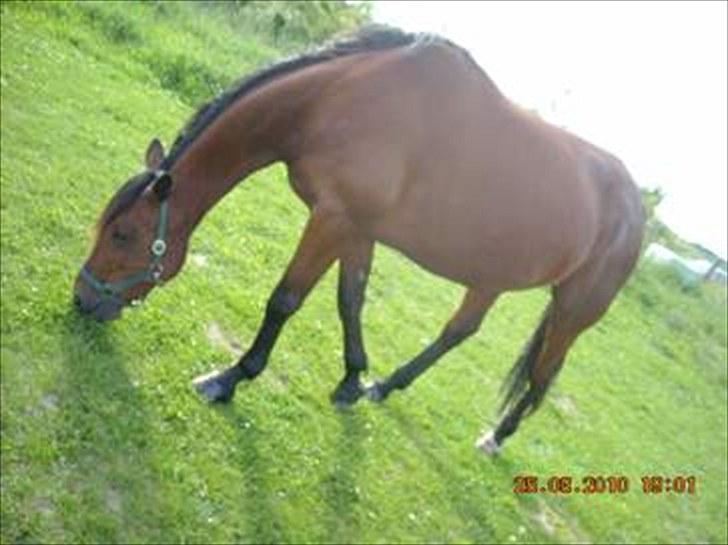 Traver haniball†16-05-2011† billede 11