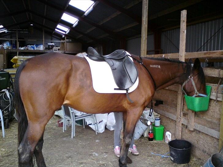Traver haniball†16-05-2011† billede 12
