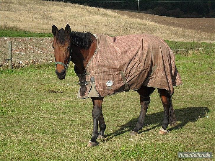 Traver haniball†16-05-2011† billede 14