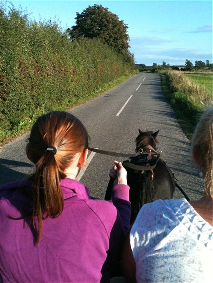 Anden særlig race Camkar's Pixie billede 8