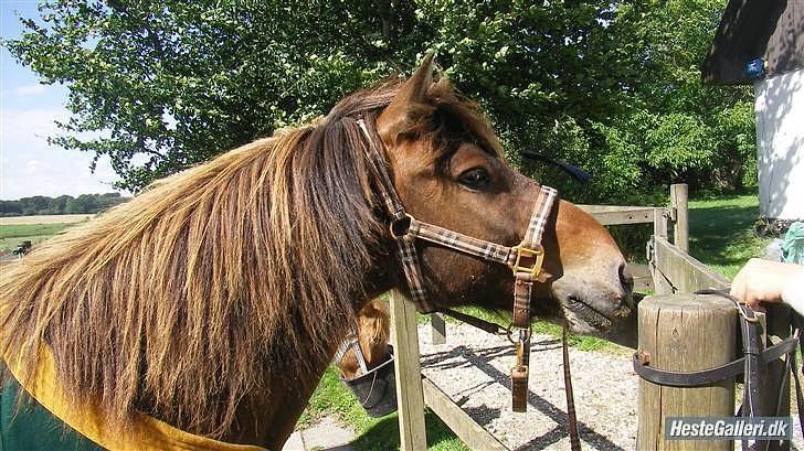 Islænder Leistur fra bakkakoti  - I LOVE YOU BEAUTY HORSES billede 3