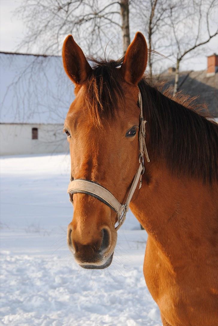 Trakehner Herbstrose - En hyggelig stund i den kolde vinter billede 4