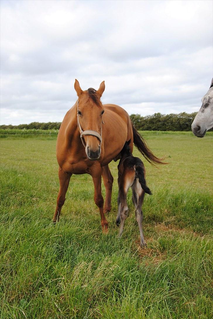 Trakehner Herbstrose - Rose har lige fået hendes første føl Herbstmenuet billede 6